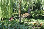 39 - Butchard Gardens  - IMG_1622